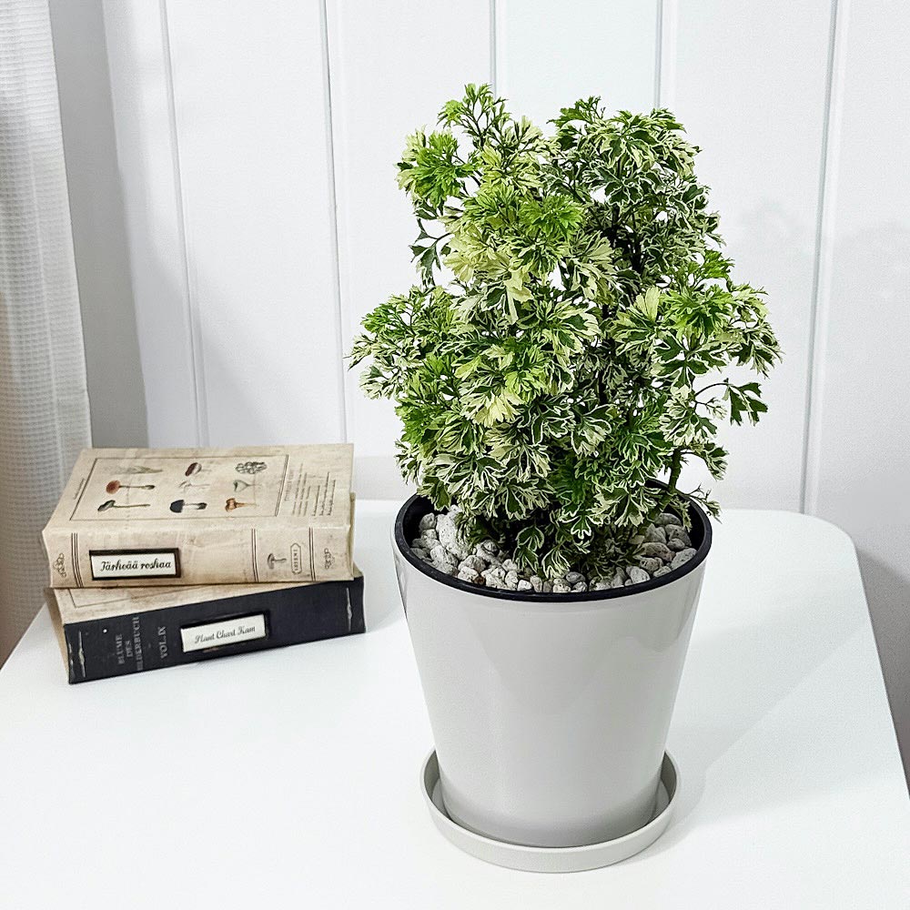 PLANCHU 観葉植物 ポリシャス スノープリンセス 5号鉢 受け皿付き 育て方説明書付き Polyscias ‘Snow Princess’