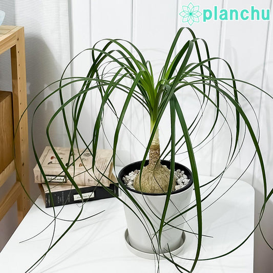 PLANCHU 観葉植物 ボーカルネア レクルバータ 5号鉢 受け皿付き 育て方説明書付き Beaucarnea recurvata トックリラン ノリナ ポニーテール