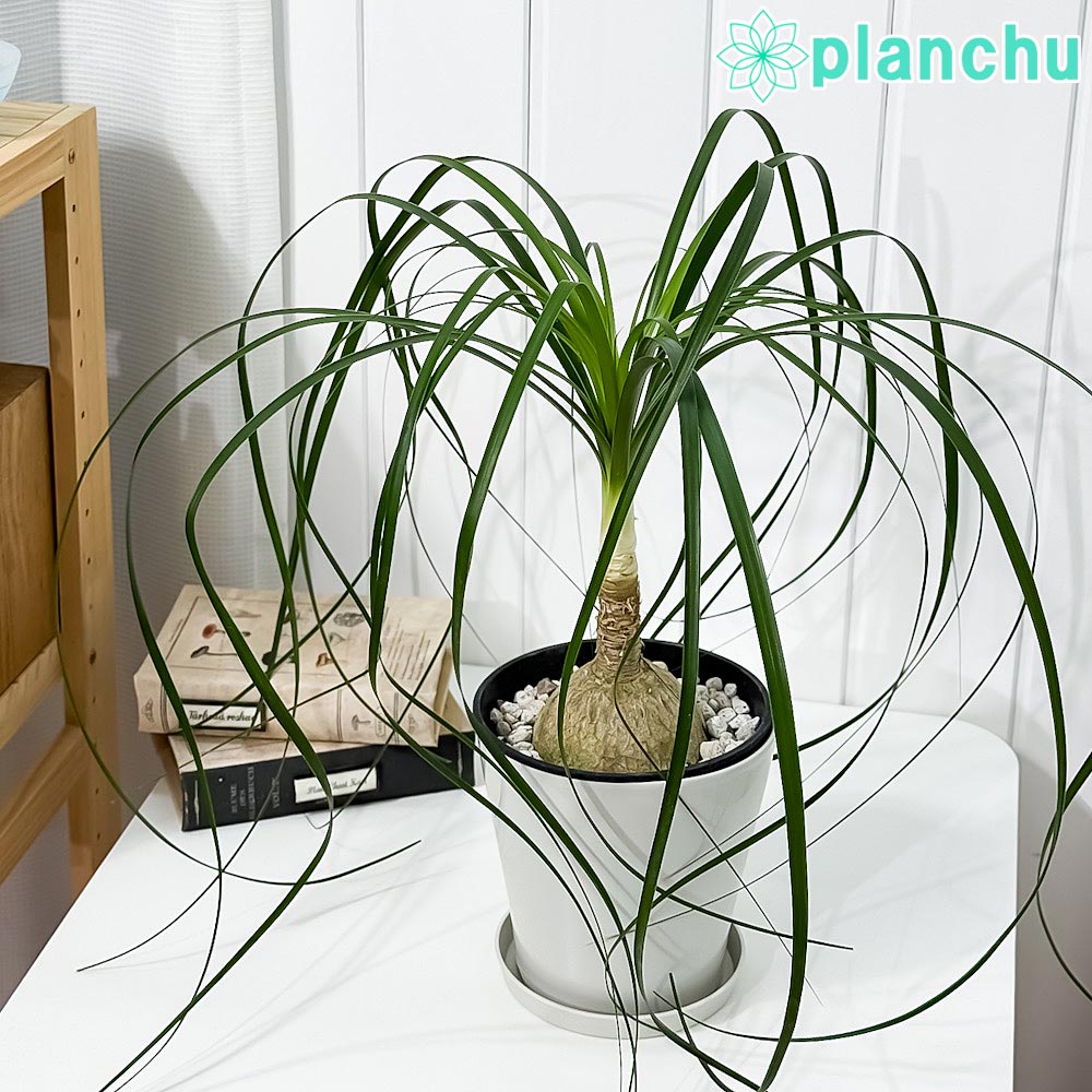 PLANCHU 観葉植物 ボーカルネア レクルバータ 5号鉢 受け皿付き 育て方説明書付き Beaucarnea recurvata トックリラン ノリナ ポニーテール