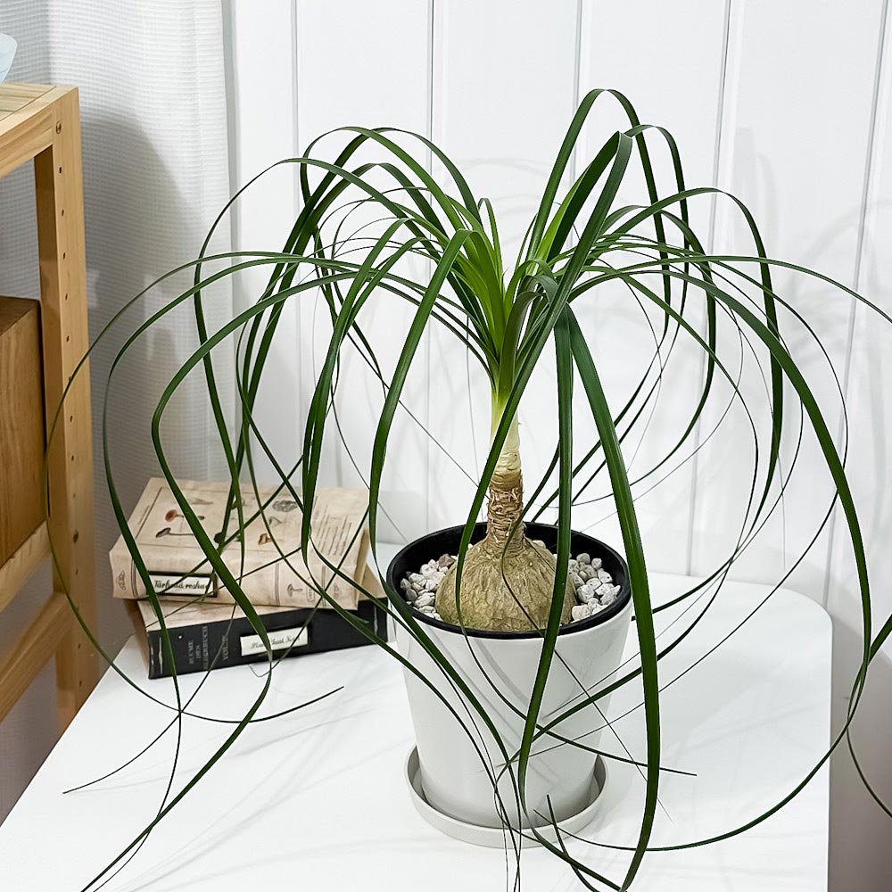 PLANCHU 観葉植物 ボーカルネア レクルバータ 5号鉢 受け皿付き 育て方説明書付き Beaucarnea recurvata トックリラン ノリナ ポニーテール