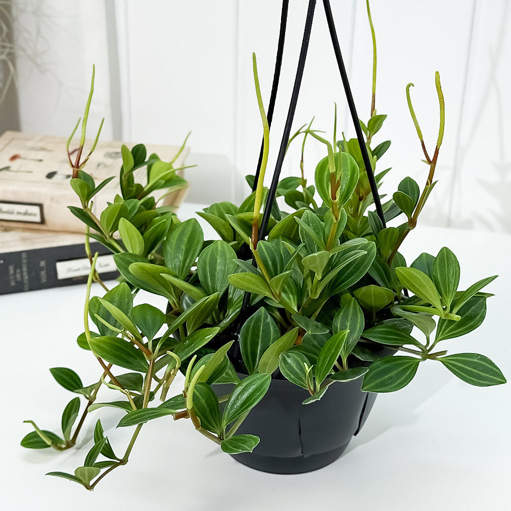 PLANCHU 観葉植物 ペペロミア フェアリー 5号吊り鉢 育て方説明書付き