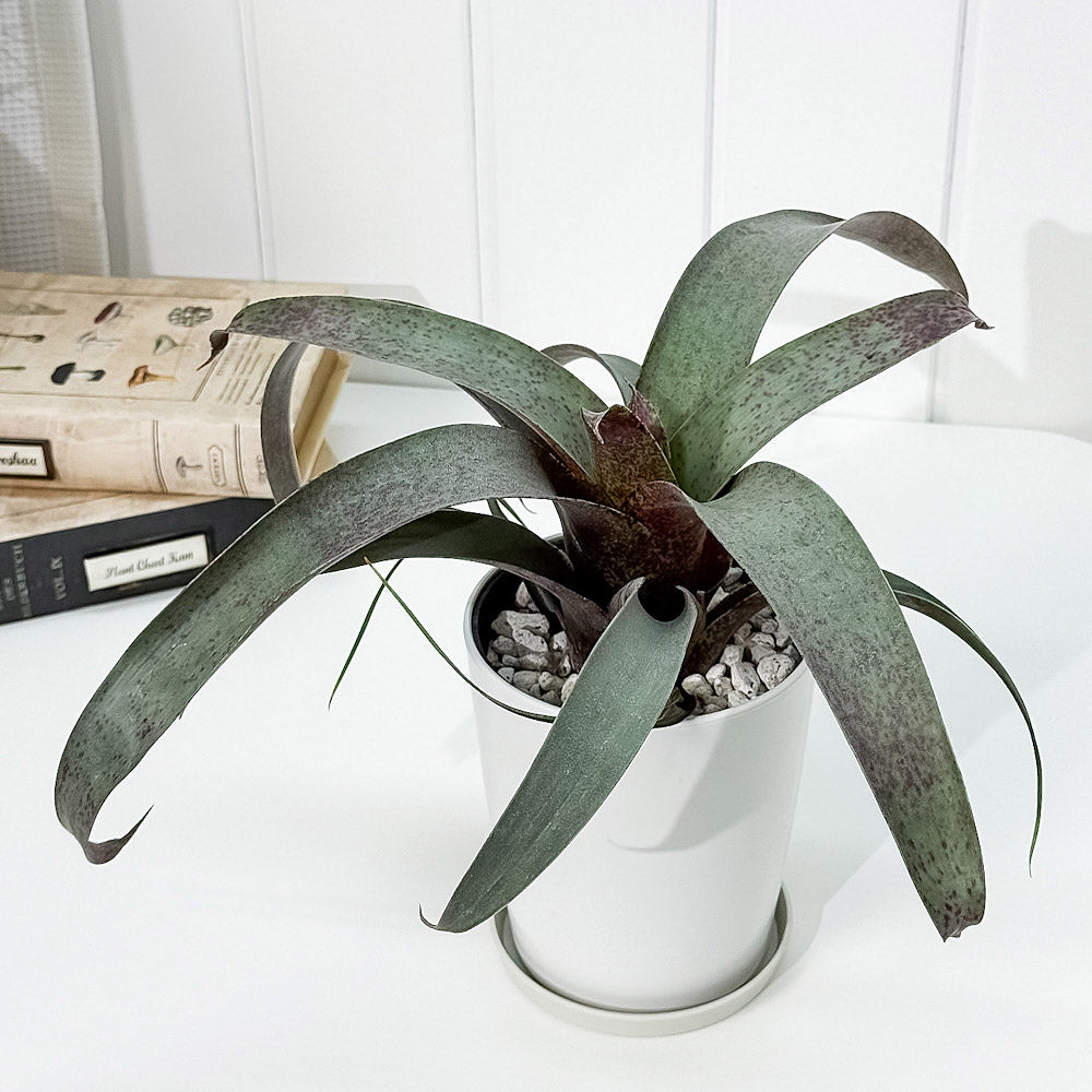 PLANCHU 観葉植物 フリーセア サウンデルシー 4号鉢 受け皿付き 育て方説明書付き Vriesea saundersii ブロメリア タンクブロメリア