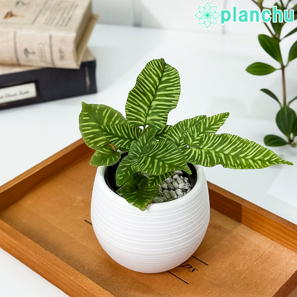 PLANCHU 観葉植物 コニオグランメ エメイエンシス ゴールデンゼブラ 3号丸鉢 受け皿付き 育て方説明書付き Coniogramme emeiensis ‘Golden Zebra’ シダ植物