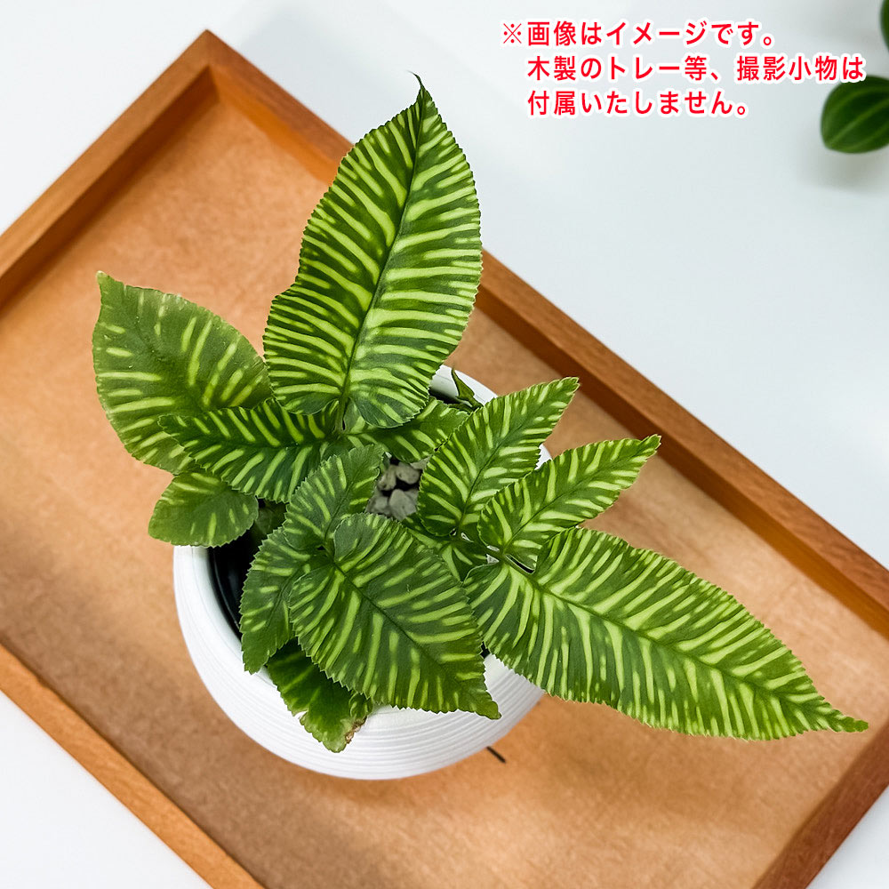 PLANCHU 観葉植物 コニオグランメ エメイエンシス ゴールデンゼブラ 3号丸鉢 受け皿付き 育て方説明書付き Coniogramme emeiensis ‘Golden Zebra’ シダ植物