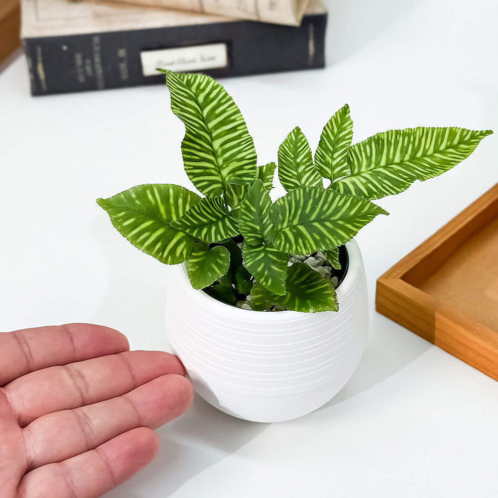 PLANCHU 観葉植物 コニオグランメ エメイエンシス ゴールデンゼブラ 3号丸鉢 受け皿付き 育て方説明書付き Coniogramme emeiensis ‘Golden Zebra’ シダ植物