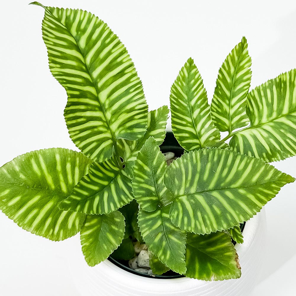 PLANCHU 観葉植物 コニオグランメ エメイエンシス ゴールデンゼブラ 3号丸鉢 受け皿付き 育て方説明書付き Coniogramme emeiensis ‘Golden Zebra’ シダ植物
