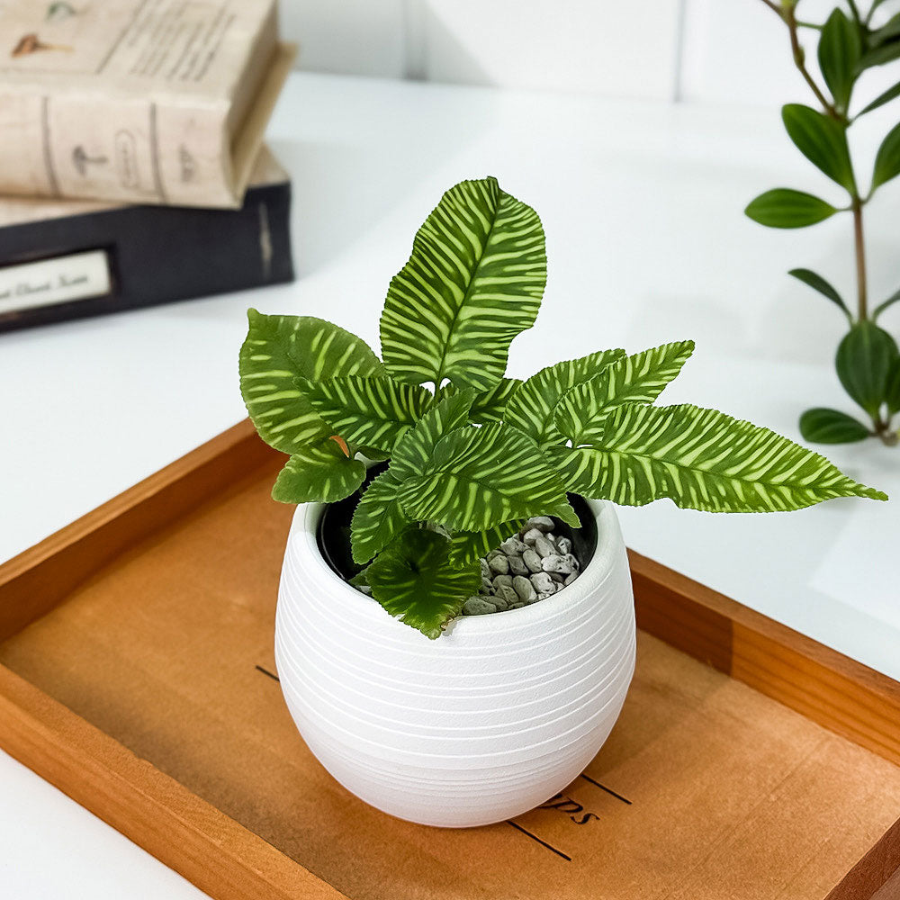 PLANCHU 観葉植物 コニオグランメ エメイエンシス ゴールデンゼブラ 3
