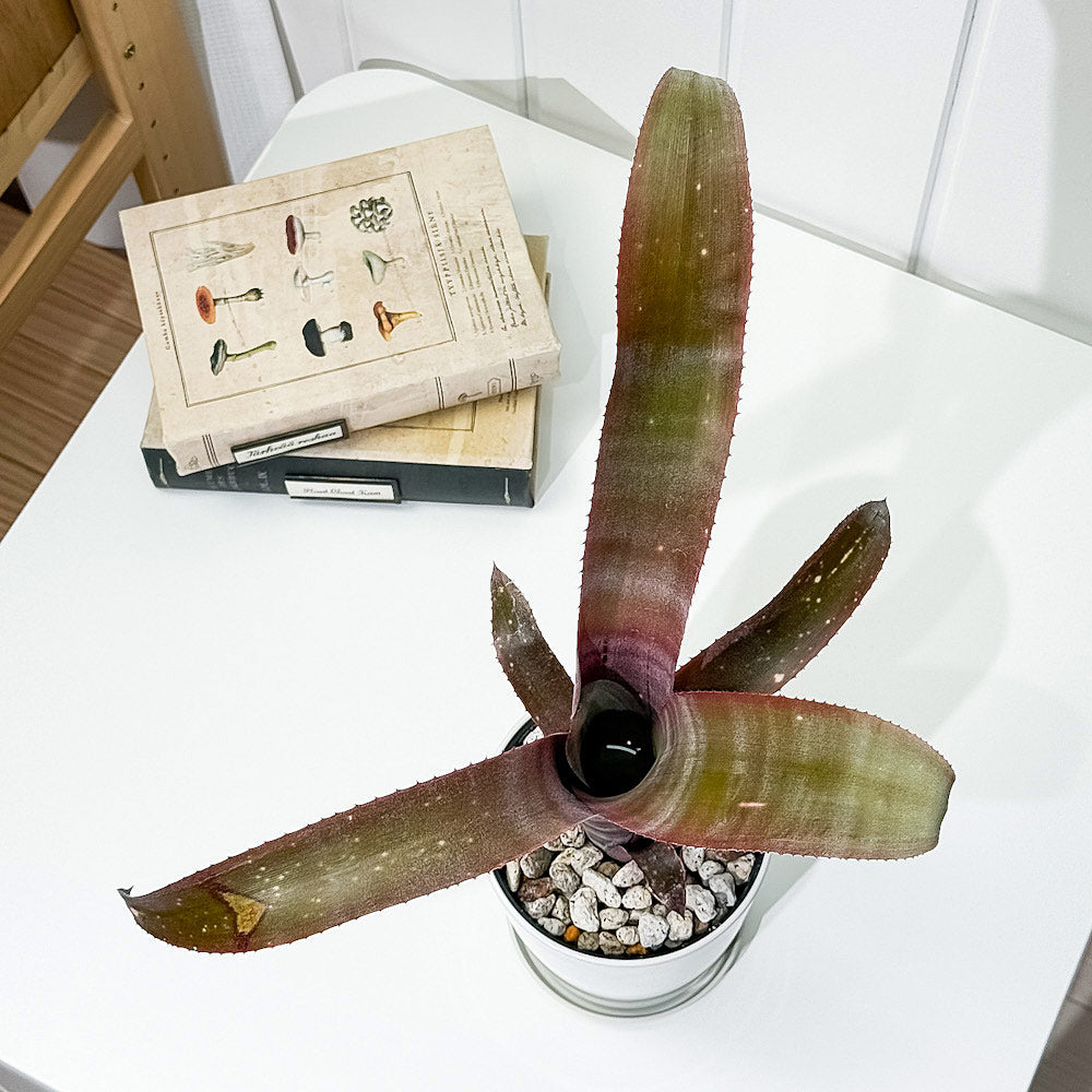 PLANCHU 観葉植物 ビルベルギア （カランバ×カリエンテ）× ストロベリー 4号鉢 受け皿付き 育て方説明書付き Billbergia (‘Caramba’ × ’Caliente’) × ‘Strawberry’ ブロメリア