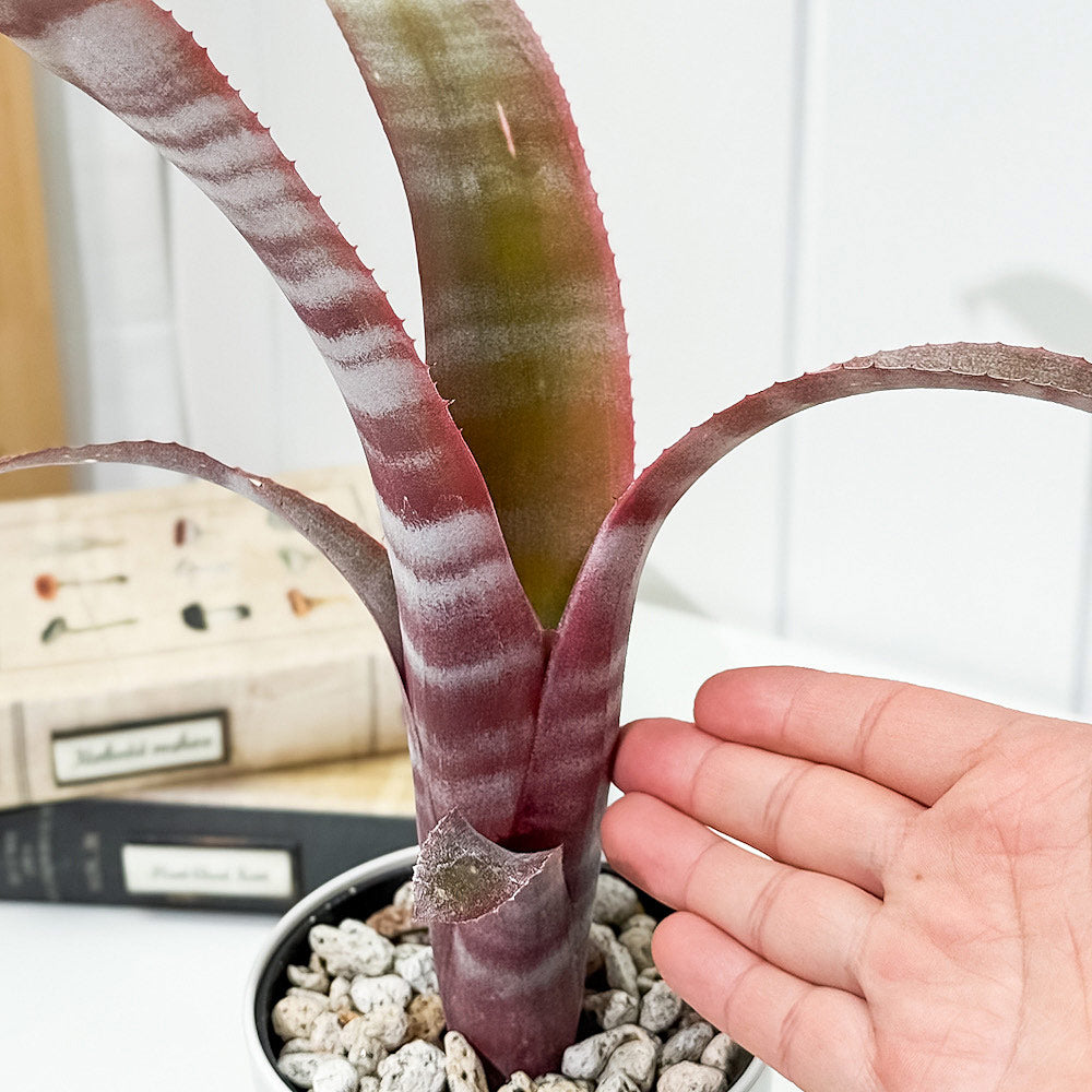 PLANCHU 観葉植物 ビルベルギア （カランバ×カリエンテ）× ストロベリー 4号鉢 受け皿付き 育て方説明書付き Billbergia (‘Caramba’ × ’Caliente’) × ‘Strawberry’ ブロメリア