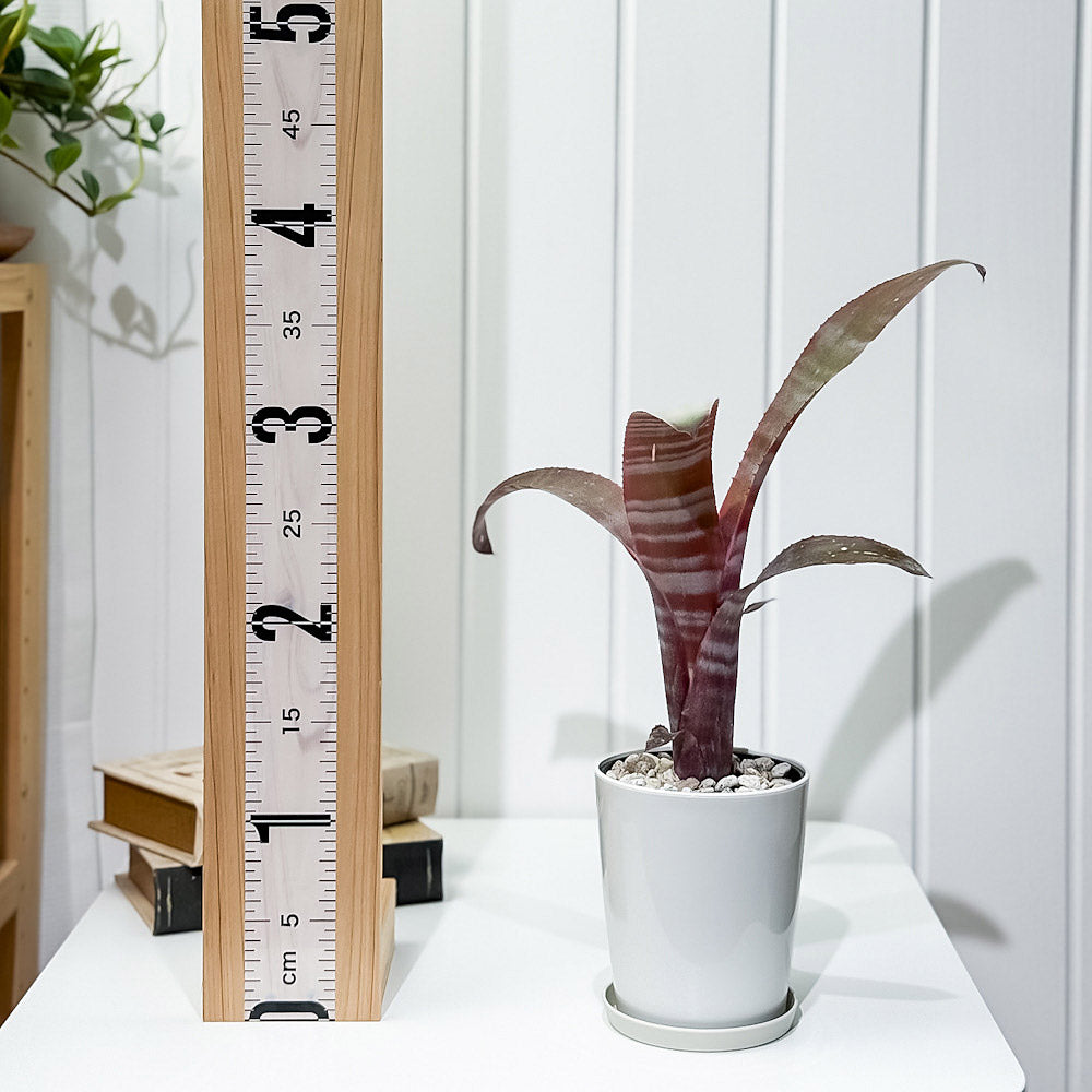 PLANCHU 観葉植物 ビルベルギア （カランバ×カリエンテ）× ストロベリー 4号鉢 受け皿付き 育て方説明書付き Billbergia (‘Caramba’ × ’Caliente’) × ‘Strawberry’ ブロメリア