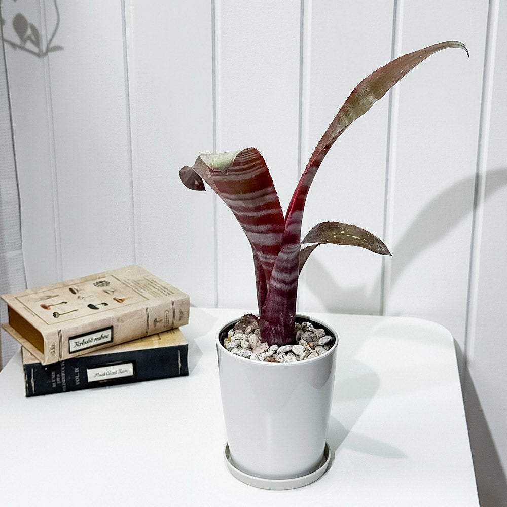 PLANCHU 観葉植物 ビルベルギア （カランバ×カリエンテ