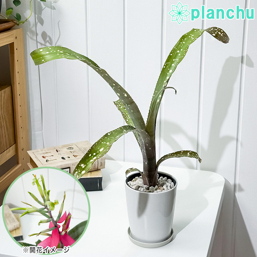 PLANCHU 観葉植物 ビルベルギア ピンクパッチーズ 4号鉢 受け皿付き 育て方説明書付き Billbergia ‘Pink Patches’ ブロメリア