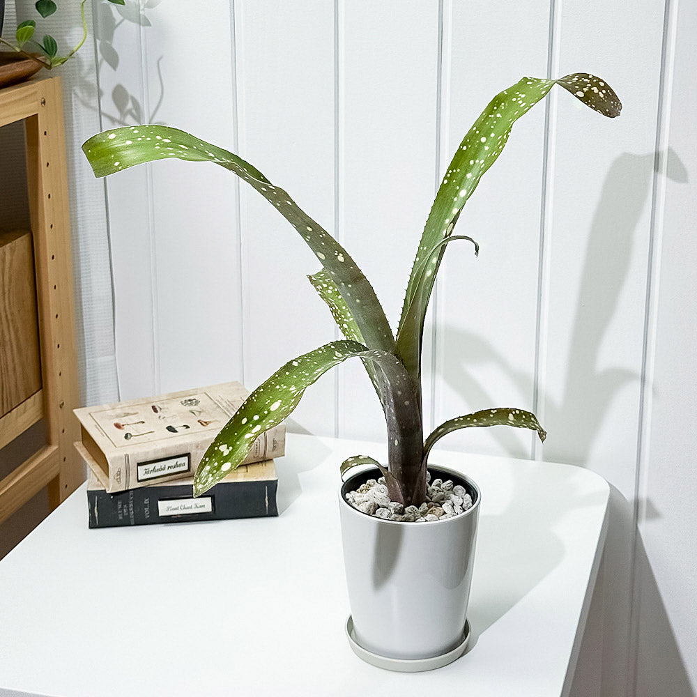 PLANCHU 観葉植物 ビルベルギア ピンクパッチーズ 4号鉢 受け皿付き 育て方説明書付き Billbergia ‘Pink Patches’ ブロメリア