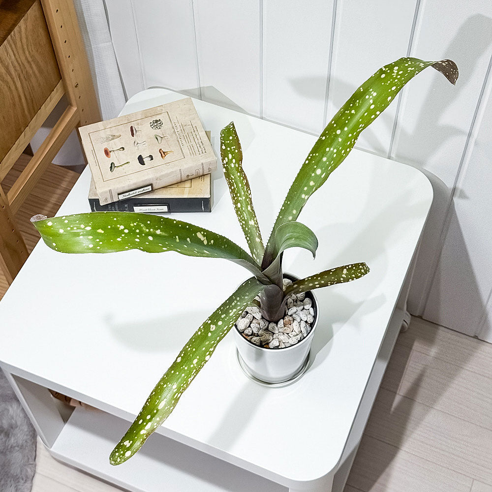 PLANCHU 観葉植物 ビルベルギア ピンクパッチーズ 4号鉢 受け皿付き 育て方説明書付き Billbergia ‘Pink Patches’ ブロメリア