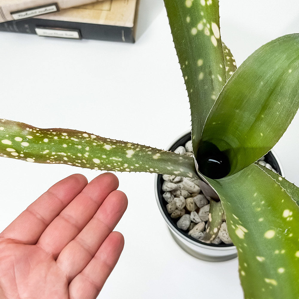 PLANCHU 観葉植物 ビルベルギア ピンクパッチーズ 4号鉢 受け皿付き 育て方説明書付き Billbergia ‘Pink Patches’ ブロメリア