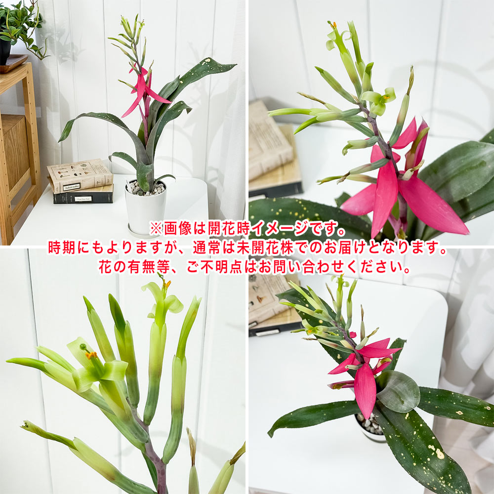 PLANCHU 観葉植物 ビルベルギア ピンクパッチーズ 4号鉢 受け皿付き 育て方説明書付き Billbergia ‘Pink Patches’ ブロメリア