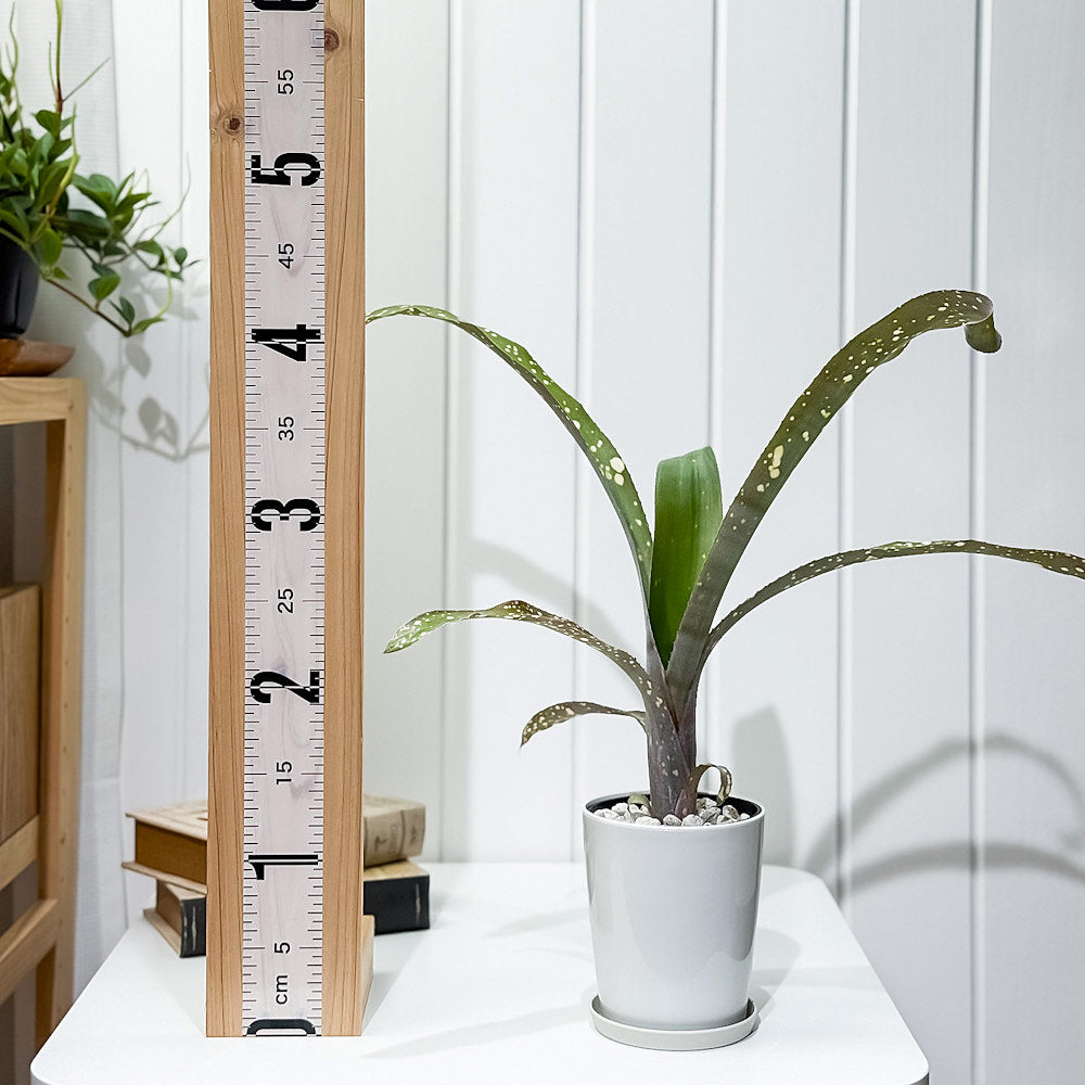 PLANCHU 観葉植物 ビルベルギア ピンクパッチーズ 4号鉢 受け皿付き 育て方説明書付き Billbergia ‘Pink Patches’ ブロメリア