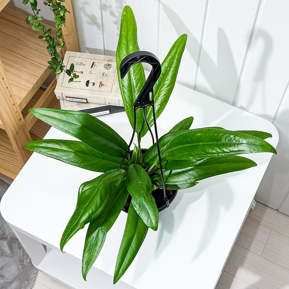 PLANCHU 観葉植物 アンスリウム バーケリー 5号吊り鉢 育て方説明書付き Anthurium bakeri アロイド 原種系