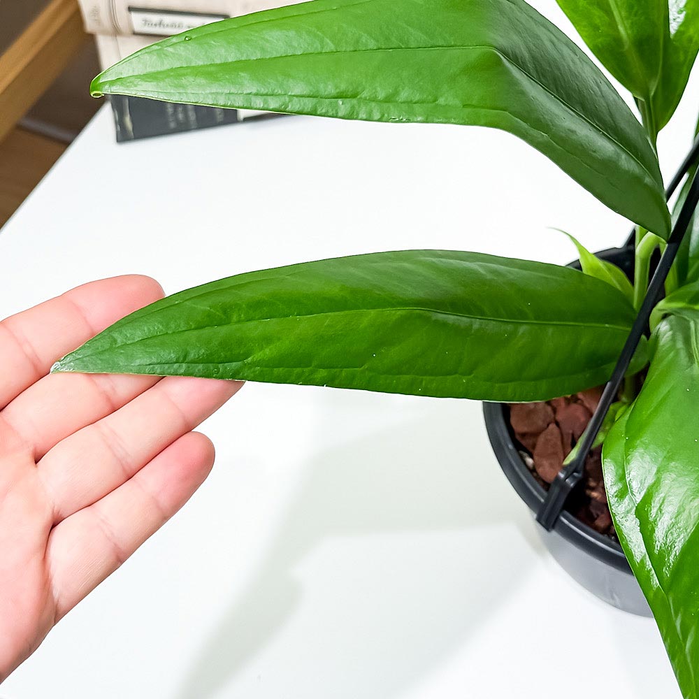 PLANCHU 観葉植物 アンスリウム バーケリー 5号吊り鉢 育て方説明書付き Anthurium bakeri アロイド 原種系