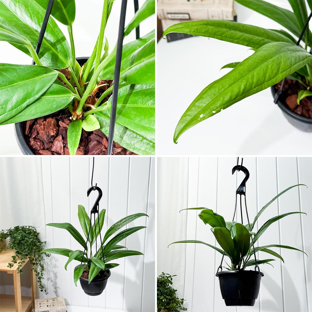 PLANCHU 観葉植物 アンスリウム バーケリー 5号吊り鉢 育て方説明書付き Anthurium bakeri アロイド 原種系