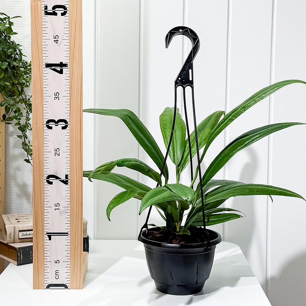 PLANCHU 観葉植物 アンスリウム バーケリー 5号吊り鉢 育て方説明書付き Anthurium bakeri アロイド 原種系