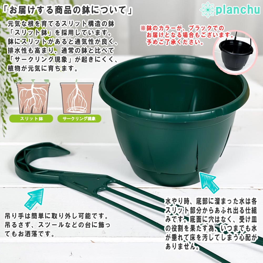 PLANCHU 観葉植物 アンスリウム バーケリー 5号吊り鉢 育て方説明書付き Anthurium bakeri アロイド 原種系