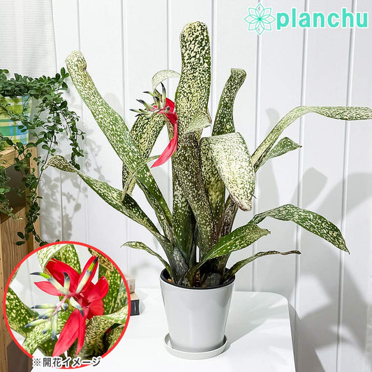 PLANCHU 観葉植物 ビルベルギア サルサ 5号鉢 受け皿付き 育て方説明書付き Billbergia ‘Salsa’ ブロメリア