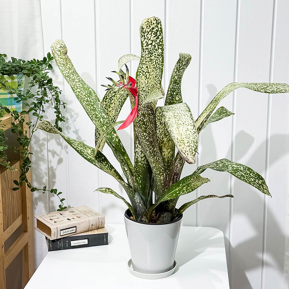 PLANCHU 観葉植物 ビルベルギア サルサ 5号鉢 受け皿付き 育て方説明書付き Billbergia ‘Salsa’ ブロメリア