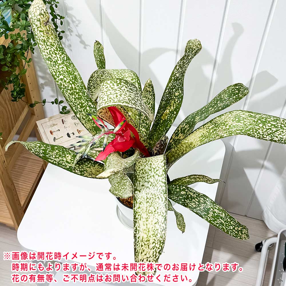 PLANCHU 観葉植物 ビルベルギア サルサ 5号鉢 受け皿付き 育て方説明書付き Billbergia ‘Salsa’ ブロメリア