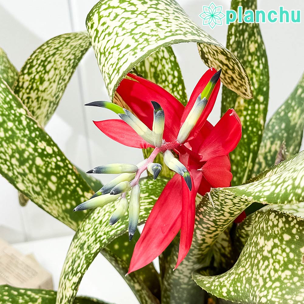 PLANCHU 観葉植物 ビルベルギア サルサ 5号鉢 受け皿付き 育て方説明書付き Billbergia ‘Salsa’ ブロメリア
