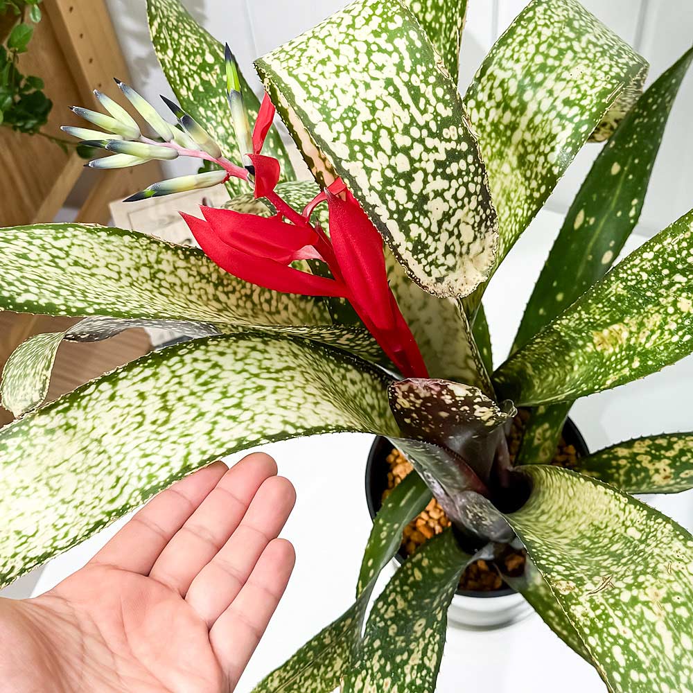 PLANCHU 観葉植物 ビルベルギア サルサ 5号鉢 受け皿付き 育て方説明書付き Billbergia ‘Salsa’ ブロメリア