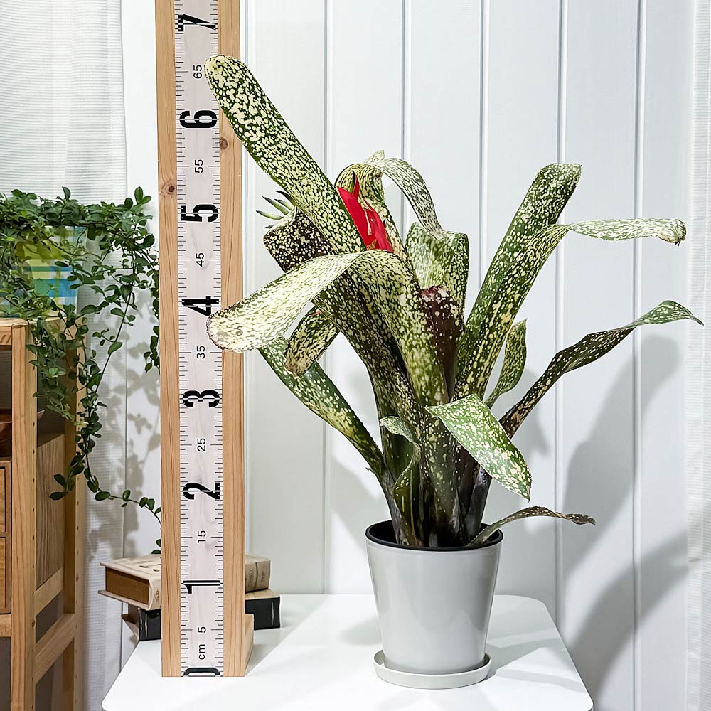 PLANCHU 観葉植物 ビルベルギア サルサ 5号鉢 受け皿付き 育て方説明書付き Billbergia ‘Salsa’ ブロメリア