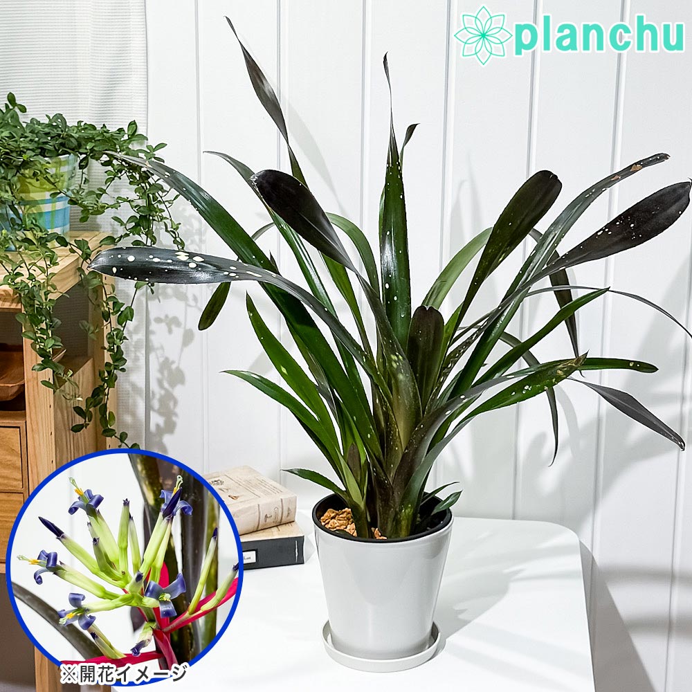 PLANCHU 観葉植物 ビルベルギア ハレルヤ 5号鉢 受け皿付き 育て方説明書付き Billbergia ‘Hallelujah’ ブロメリア