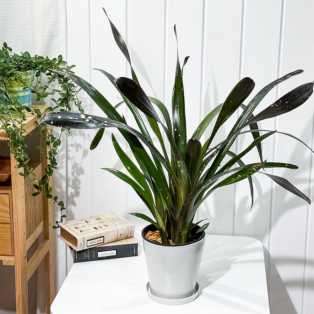 PLANCHU 観葉植物 ビルベルギア ハレルヤ 5号鉢 受け皿付き 育て方説明書付き Billbergia ‘Hallelujah’ ブロメリア