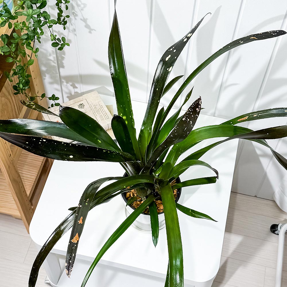 PLANCHU 観葉植物 ビルベルギア ハレルヤ 5号鉢 受け皿付き 育て方説明書付き Billbergia ‘Hallelujah’ ブロメリア