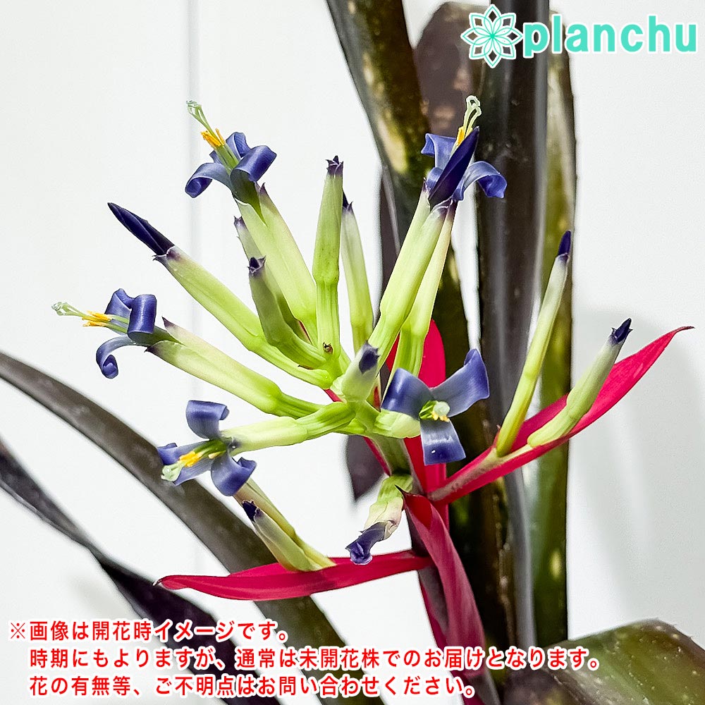 PLANCHU 観葉植物 ビルベルギア ハレルヤ 5号鉢 受け皿付き 育て方説明書付き Billbergia ‘Hallelujah’ ブロメリア
