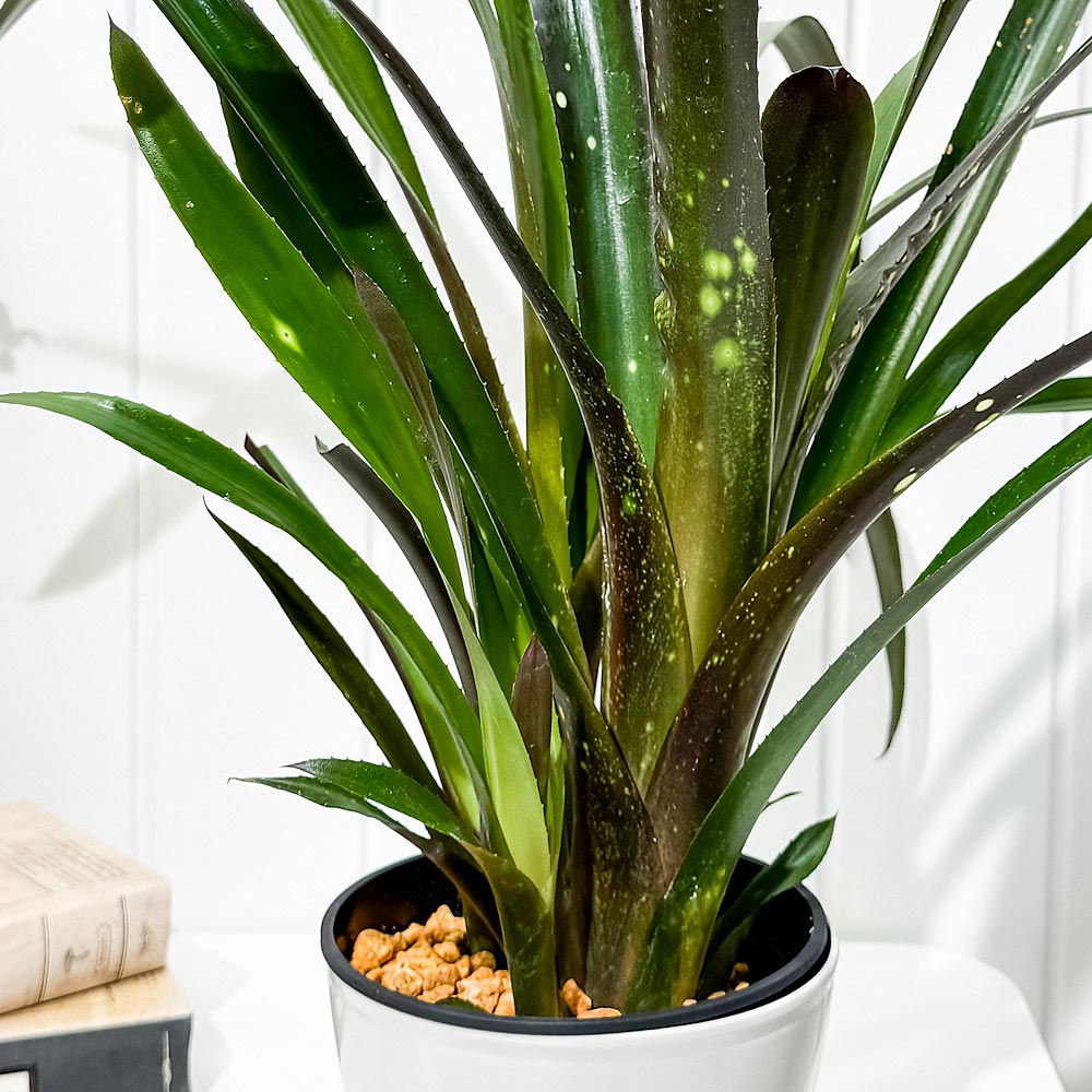 PLANCHU 観葉植物 ビルベルギア ハレルヤ 5号鉢 受け皿付き 育て方説明書付き Billbergia ‘Hallelujah’ ブロメリア