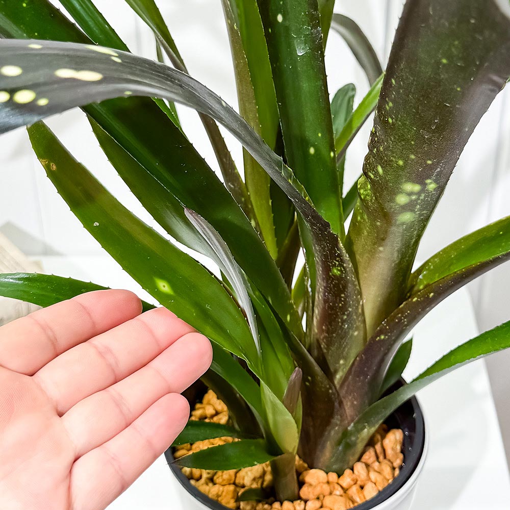 PLANCHU 観葉植物 ビルベルギア ハレルヤ 5号鉢 受け皿付き 育て方説明書付き Billbergia ‘Hallelujah’ ブロメリア
