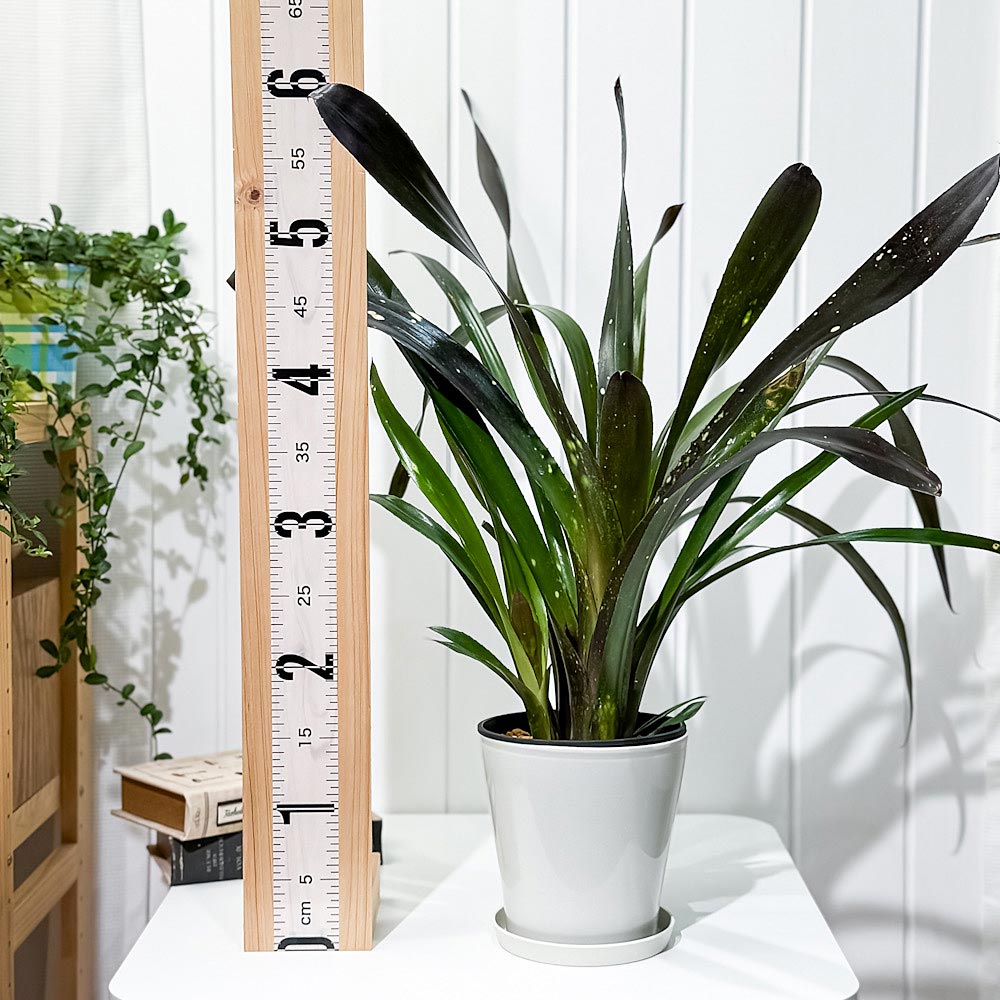 PLANCHU 観葉植物 ビルベルギア ハレルヤ 5号鉢 受け皿付き 育て方説明書付き Billbergia ‘Hallelujah’ ブロメリア