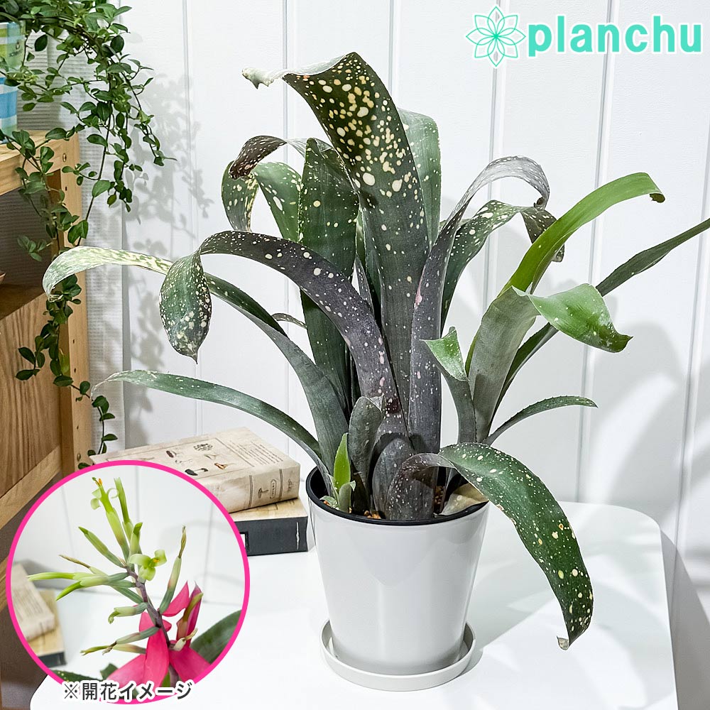 PLANCHU 観葉植物 ビルベルギア ピンクパッチーズ 5号鉢 受け皿付き 育て方説明書付き Billbergia ‘Pink Patches’ ブロメリア