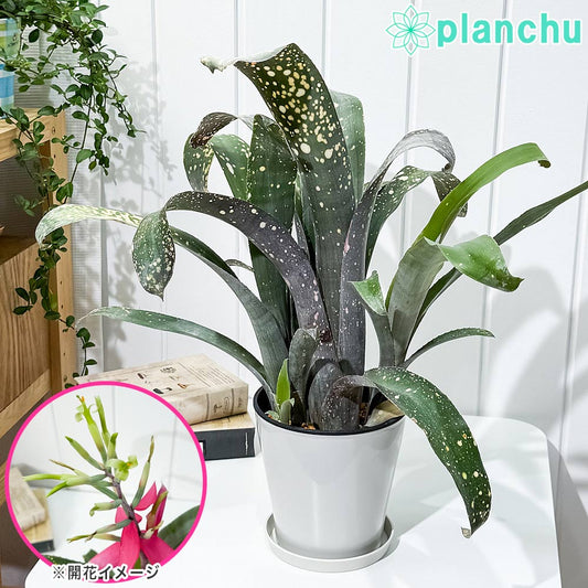 PLANCHU 観葉植物 ビルベルギア ピンクパッチーズ 5号鉢 受け皿付き 育て方説明書付き Billbergia ‘Pink Patches’ ブロメリア