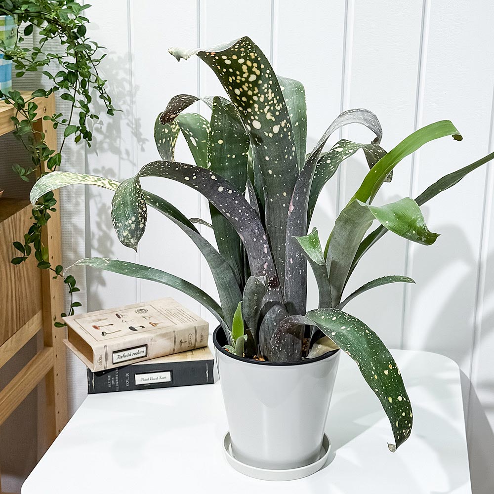 PLANCHU 観葉植物 ビルベルギア ピンクパッチーズ 5号鉢 受け皿付き 育て方説明書付き Billbergia ‘Pink Patches’ ブロメリア