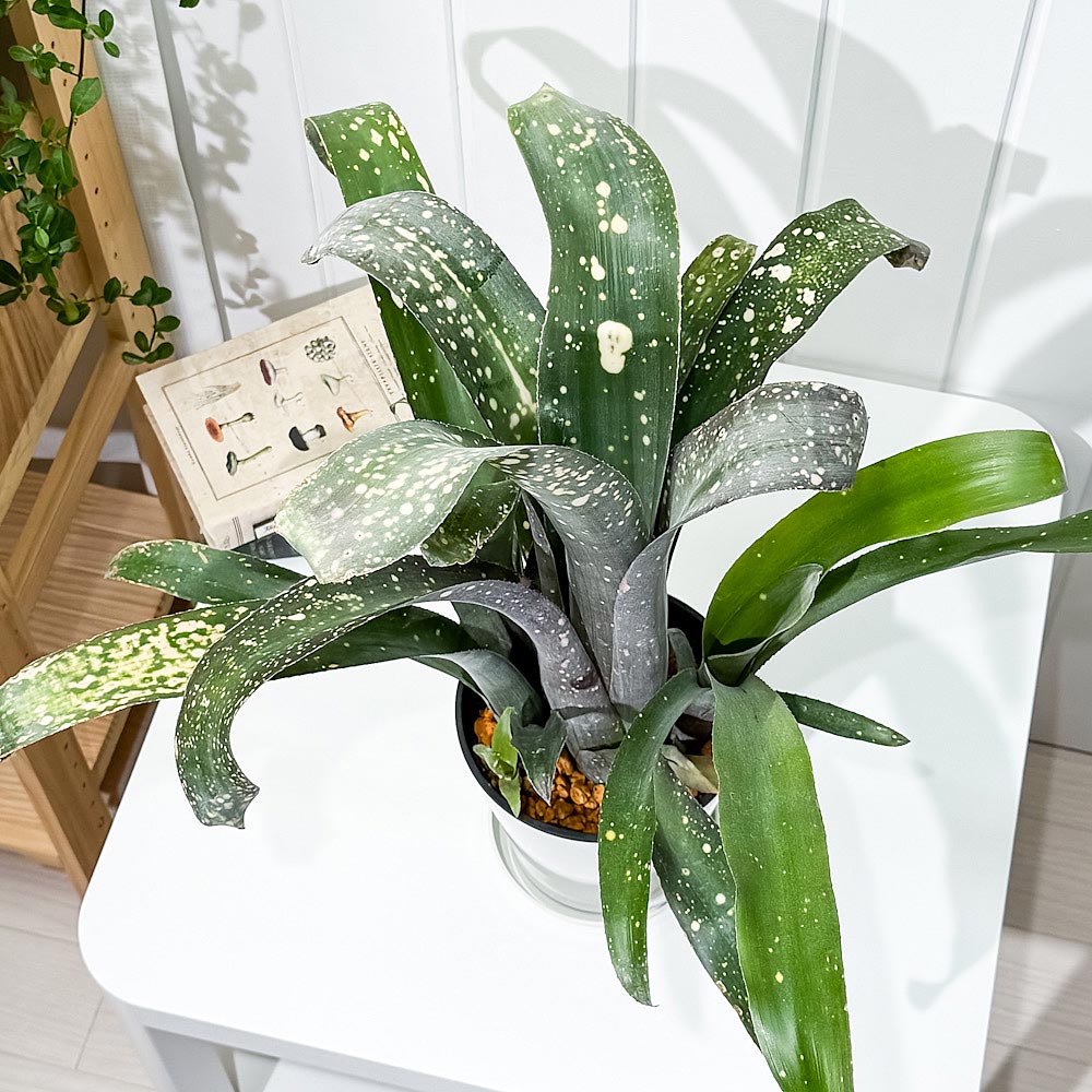 PLANCHU 観葉植物 ビルベルギア ピンクパッチーズ 5号鉢 受け皿付き 育て方説明書付き Billbergia ‘Pink Patches’ ブロメリア