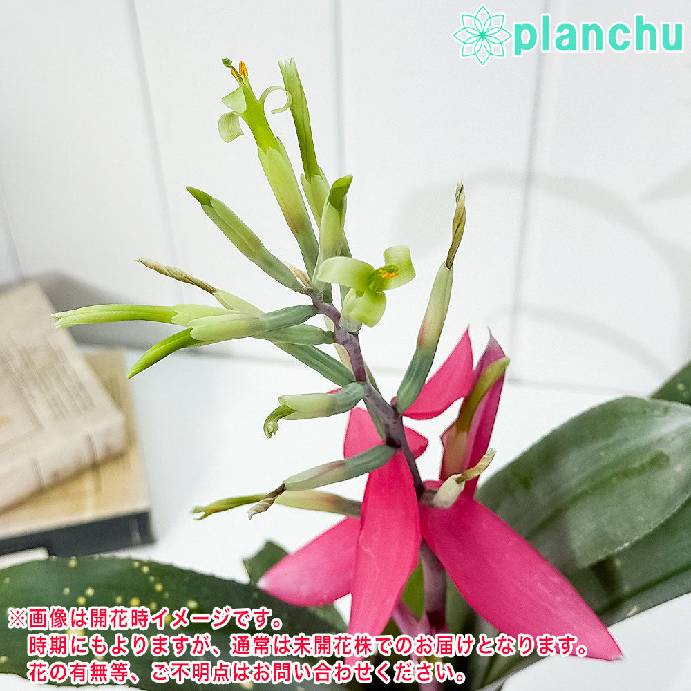PLANCHU 観葉植物 ビルベルギア ピンクパッチーズ 5号鉢 受け皿付き 育て方説明書付き Billbergia ‘Pink Patches’ ブロメリア