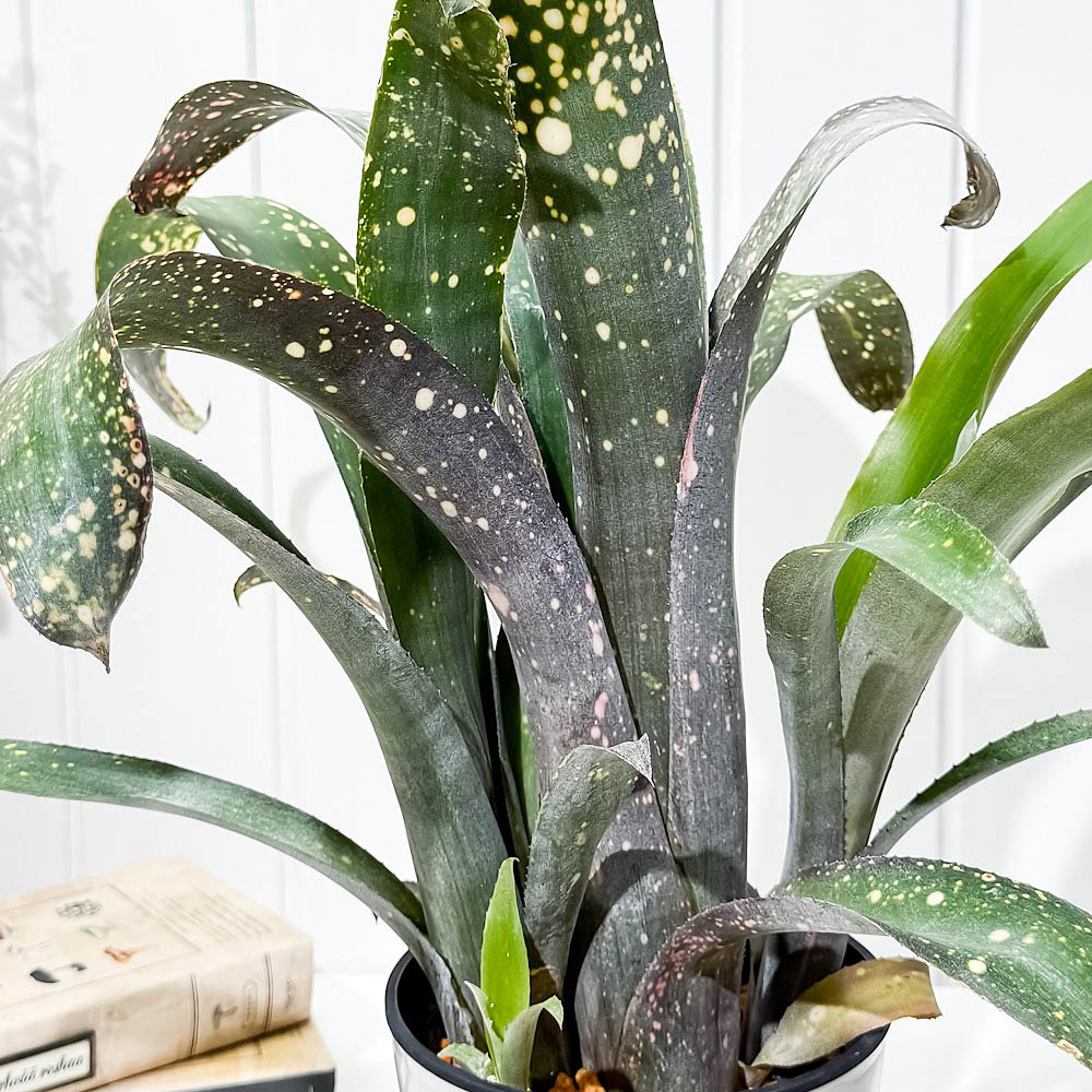 PLANCHU 観葉植物 ビルベルギア ピンクパッチーズ 5号鉢 受け皿付き 育て方説明書付き Billbergia ‘Pink Patches’ ブロメリア