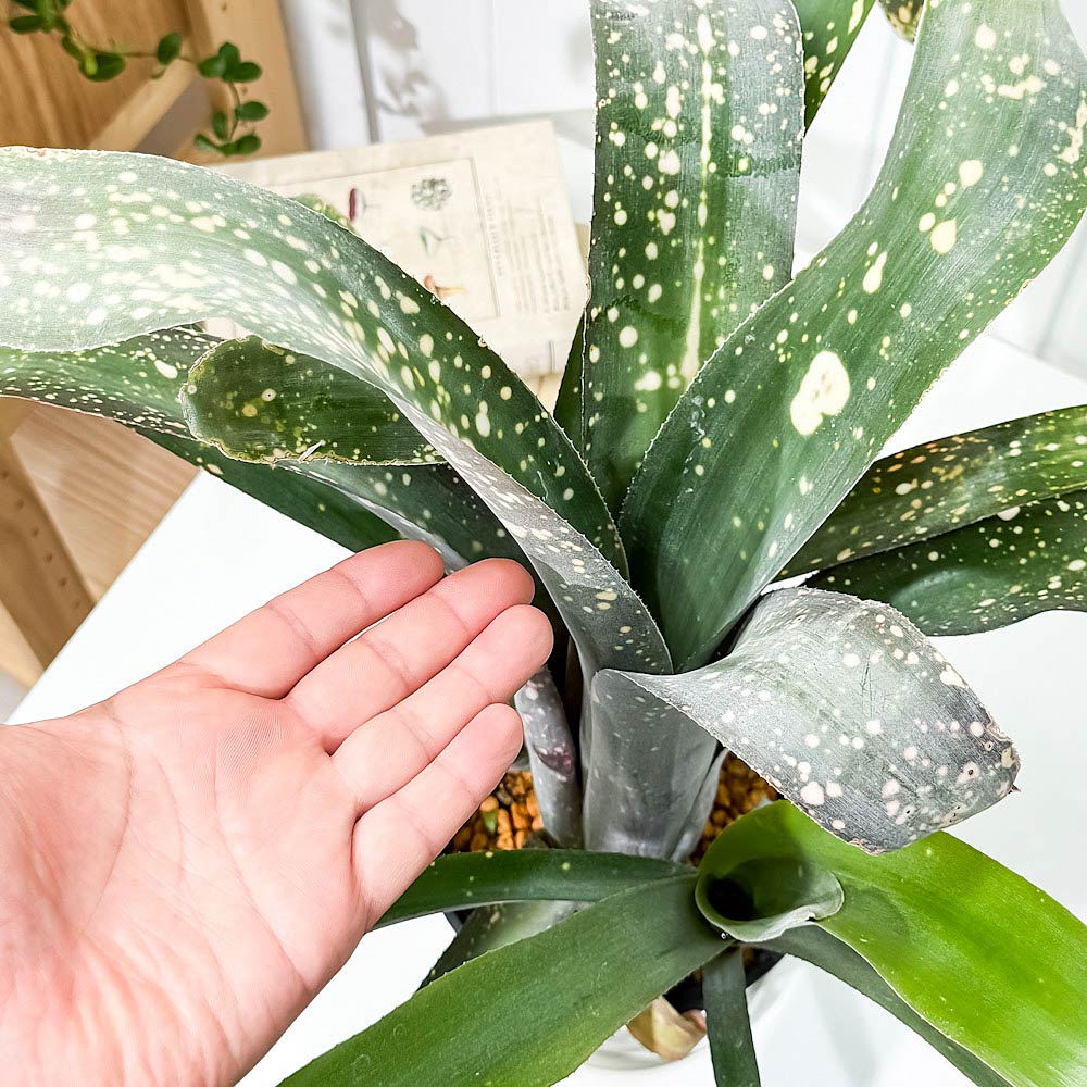 PLANCHU 観葉植物 ビルベルギア ピンクパッチーズ 5号鉢 受け皿付き 育て方説明書付き Billbergia ‘Pink Patches’ ブロメリア