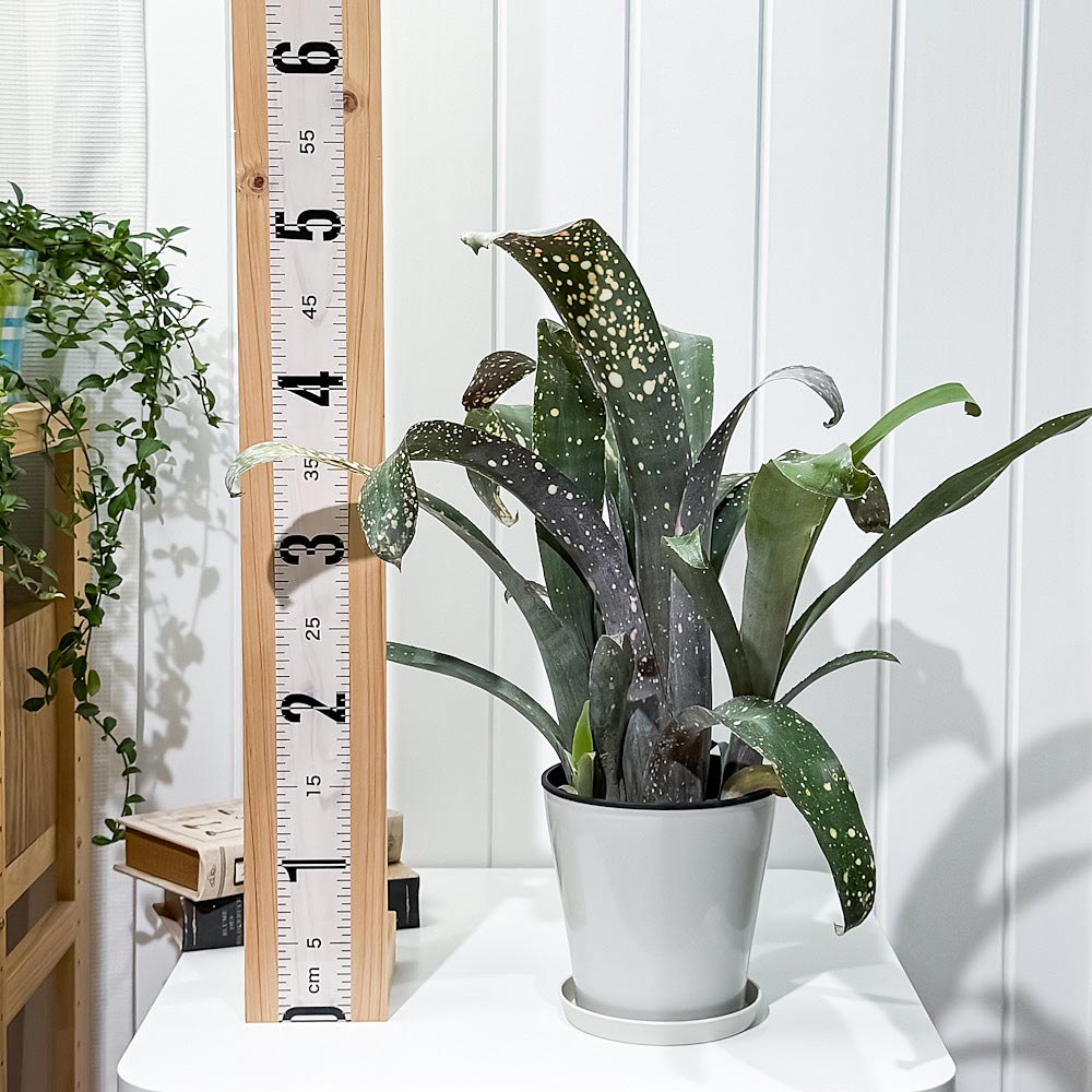 PLANCHU 観葉植物 ビルベルギア ピンクパッチーズ 5号鉢 受け皿付き 育て方説明書付き Billbergia ‘Pink Patches’ ブロメリア