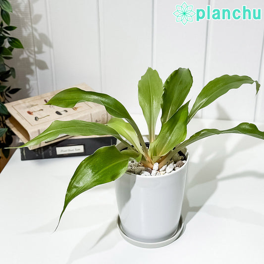PLANCHU 観葉植物 クロロフィツム アマニエンセ 4号鉢 受け皿付き 育て方説明書付き Chlorophytum amaniense パリソタ ウエストランディア