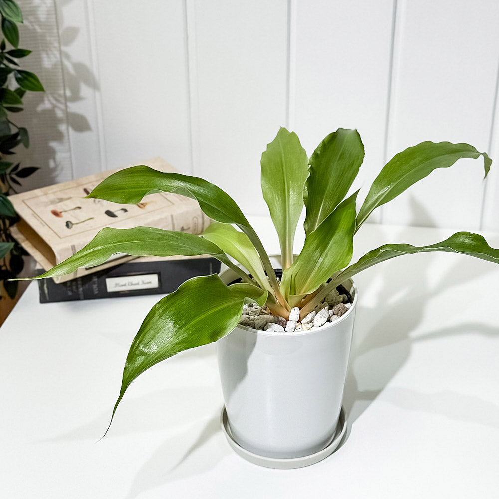 PLANCHU 観葉植物 クロロフィツム アマニエンセ 4号鉢 受け皿付き 育て方説明書付き Chlorophytum amaniense パリソタ ウエストランディア