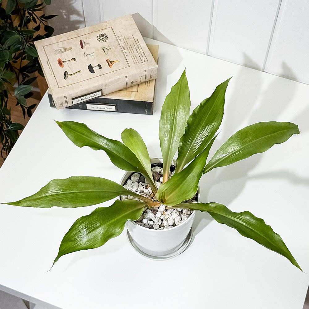 PLANCHU 観葉植物 クロロフィツム アマニエンセ 4号鉢 受け皿付き 育て方説明書付き Chlorophytum amaniense パリソタ ウエストランディア